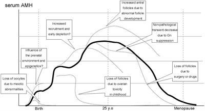 Anti-Müllerian hormone beyond an ovarian reserve marker: the relationship with the physiology and pathology in the life-long follicle development